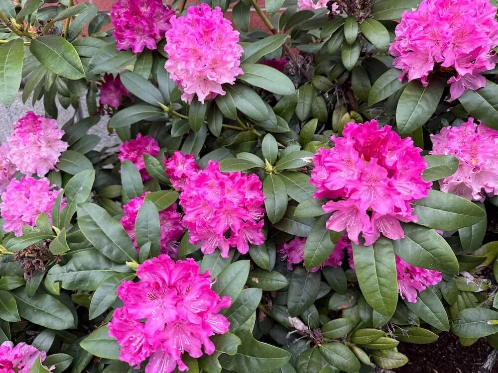 Rhododendron 'Dr. H.C. Dresselhuys' 03.jpeg