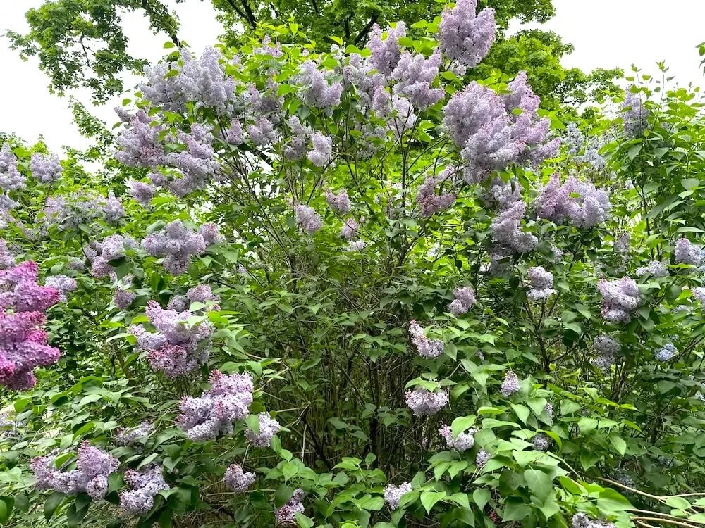 Syringa vulgaris ‘Firmament’ 03.jpeg