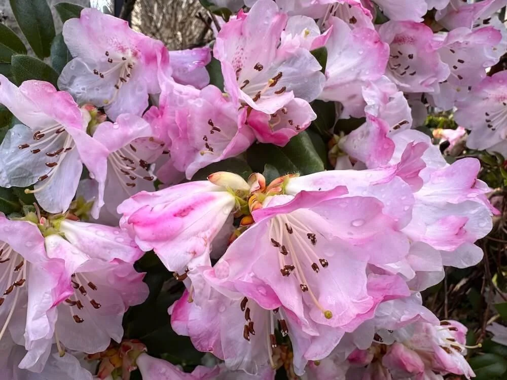 Rhododendron cilpinense 01.jpeg