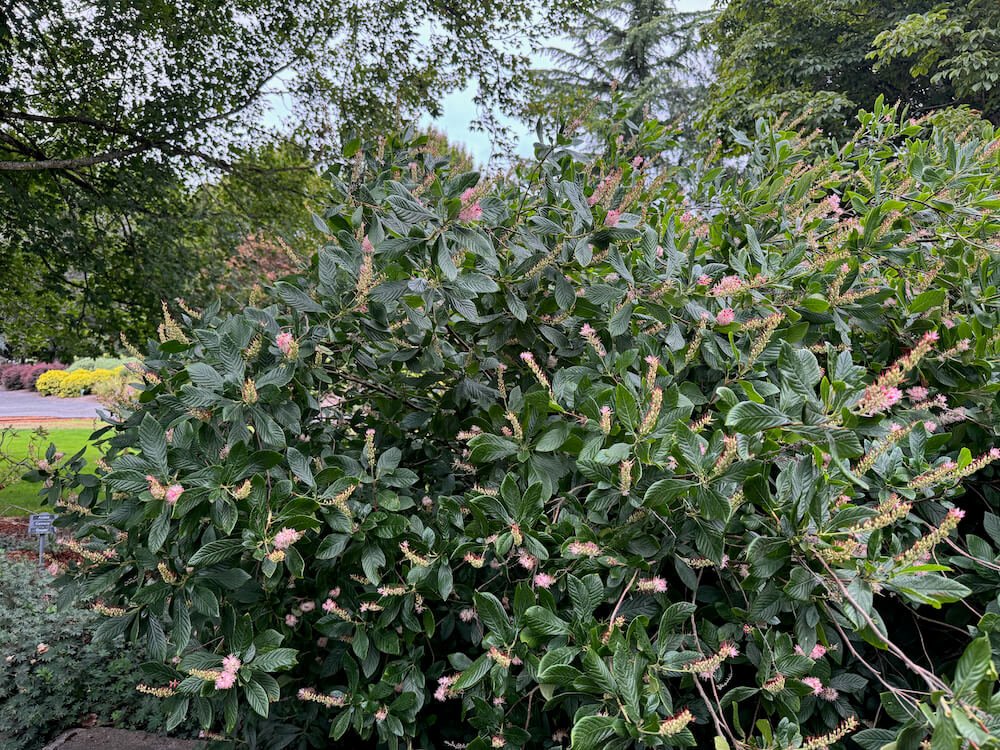 Clethra alnifolia 'Hummingbird' 07.jpeg