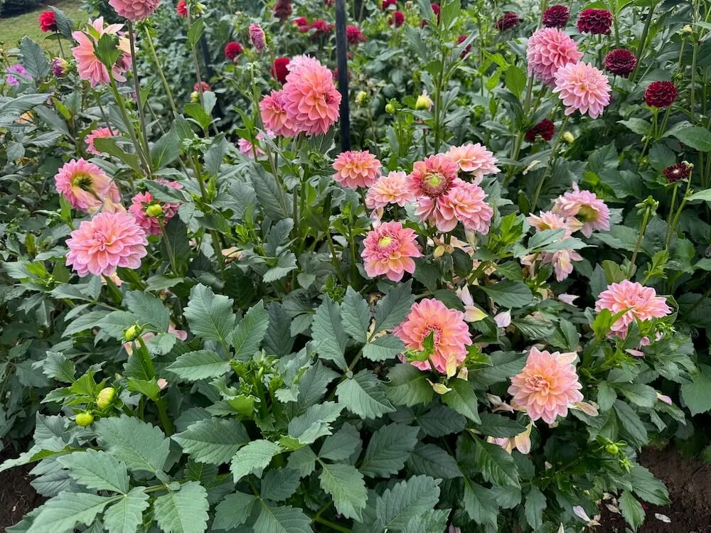 Dahlia 'Sweet Treat' 03.jpeg