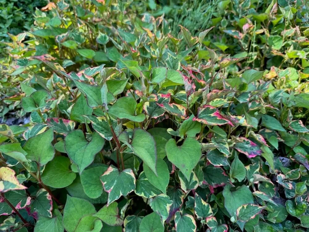 Houttuynia cordata 'Chameleon' (Chameleon Plant)  Northwest Blooms