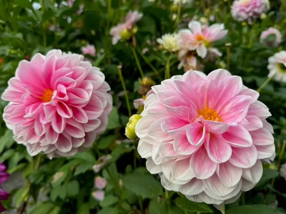 Dahlia 'Kelgai Ann' | Kelgai Ann Dahlia