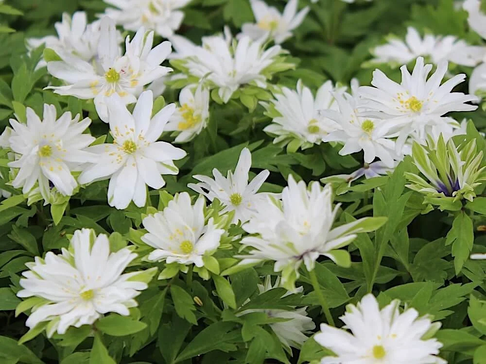 Anemone nemorosa 'Bracteata Plena' 02.JPG
