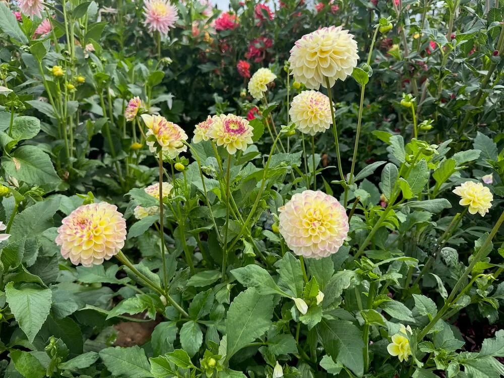 Dahlia 'Cherish' 04.jpeg