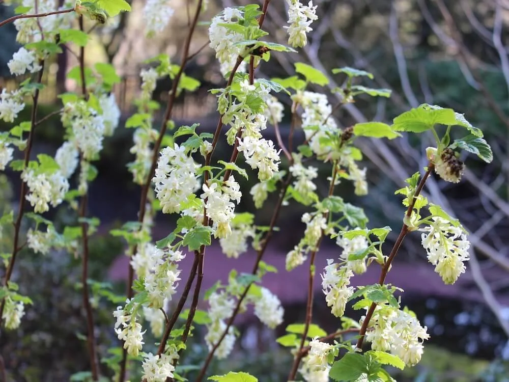 Ribes sanguineum 'Henry Henneman' 02.JPG