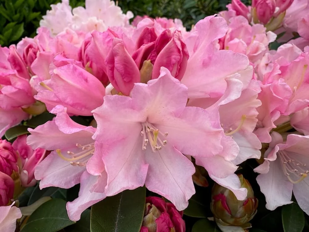 Rhododendron ‘Mardi Gras’ 01.jpeg