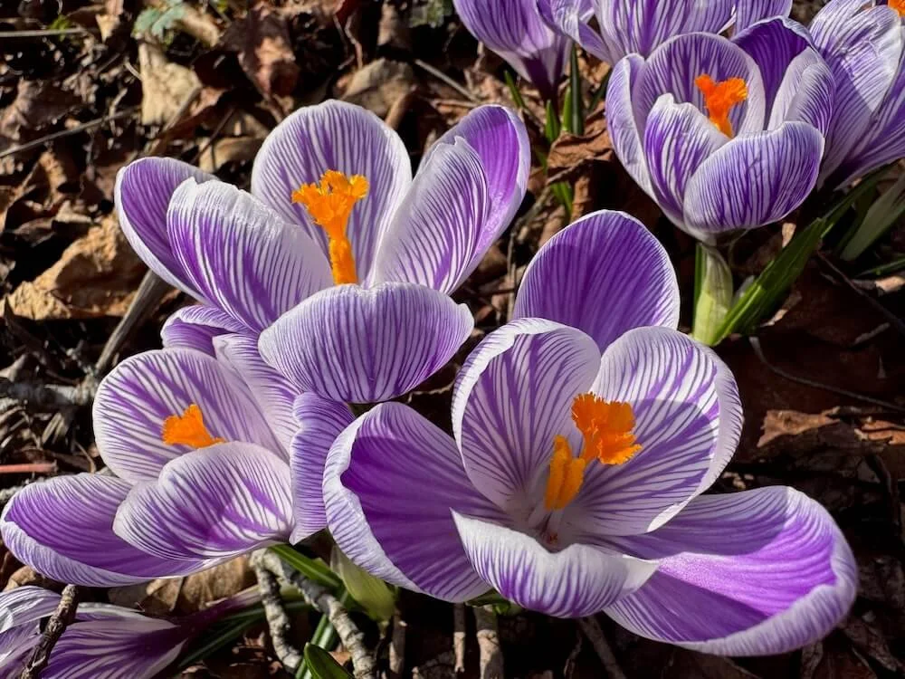 Crocus vernus 'Pickwick' 01.jpeg