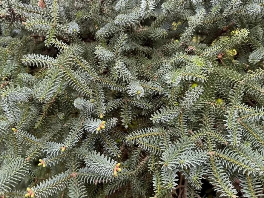 Abies+pinsapo+%27Horstmann%27+01.jpg