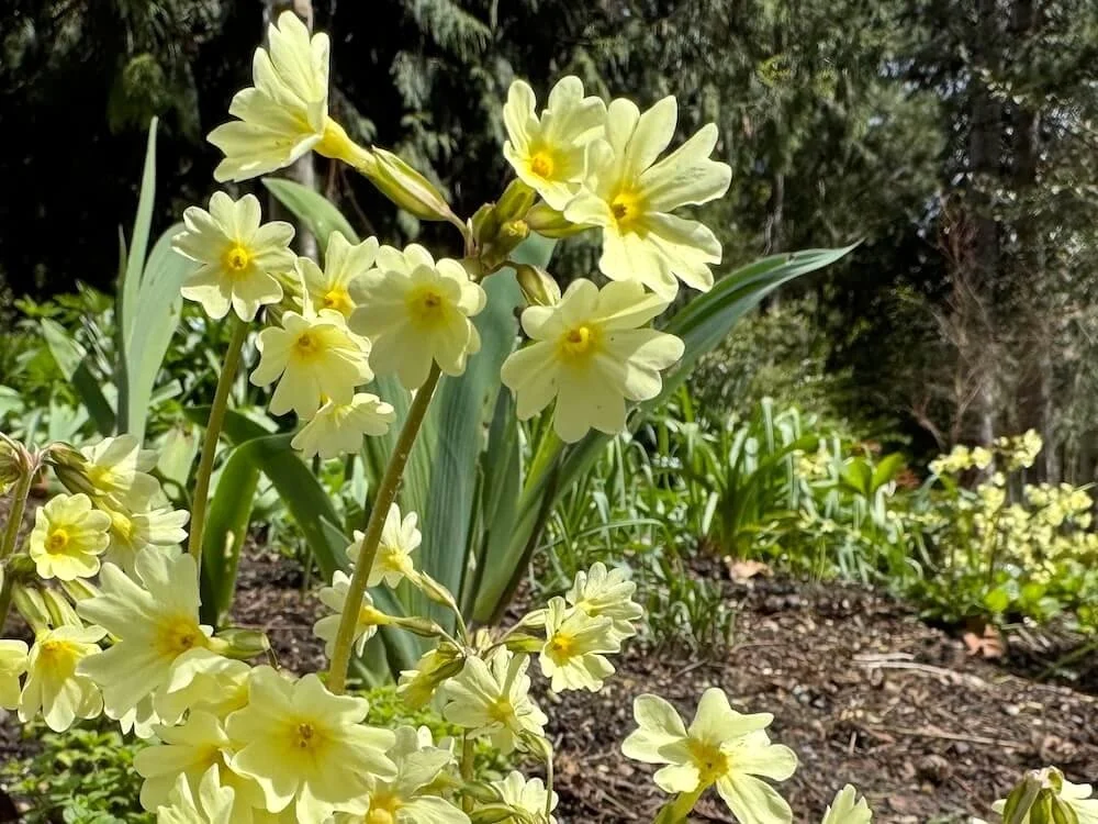 Primula elatior 04.jpeg