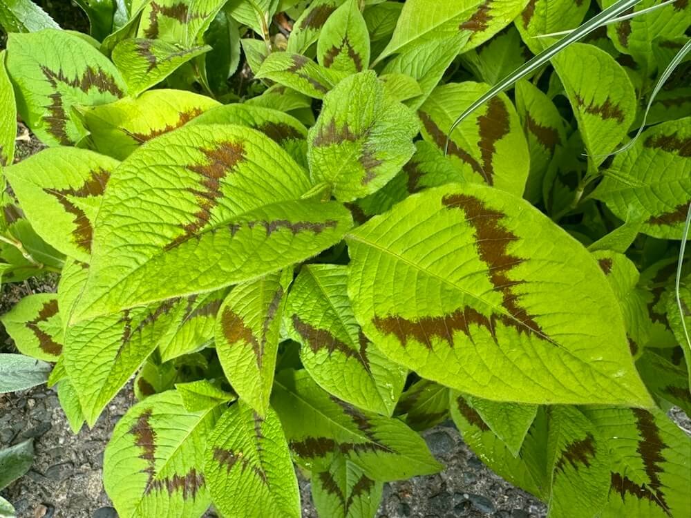 Persicaria virginiana 'Lance Corporal' 01.jpeg