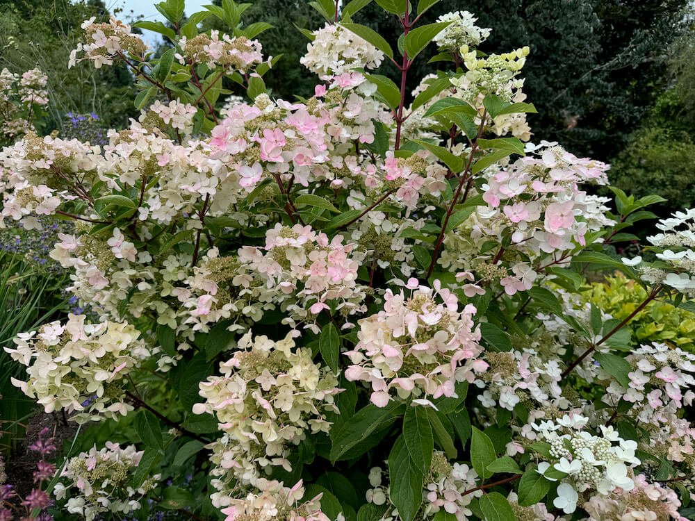 Hydrangea paniculata 'Wim's Red' 07.jpeg