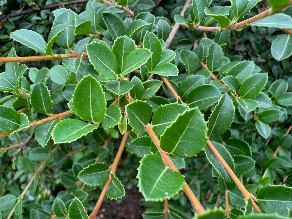 Osmanthus delavayi 06.jpeg