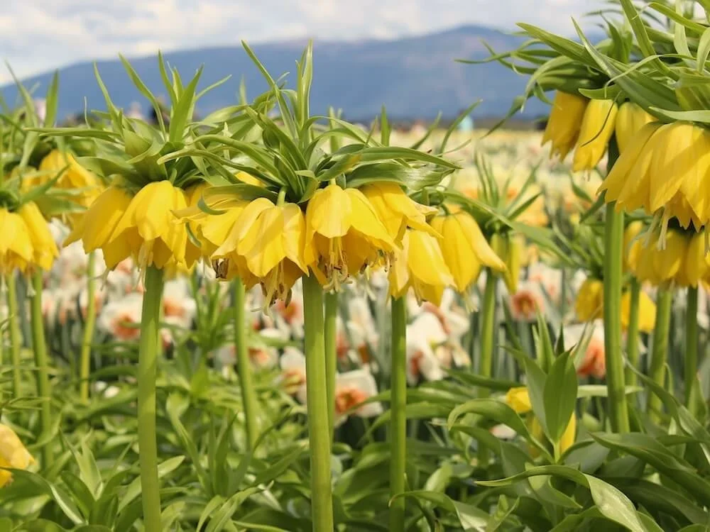 Fritillaria imperialis 'Lutea' 02.JPG