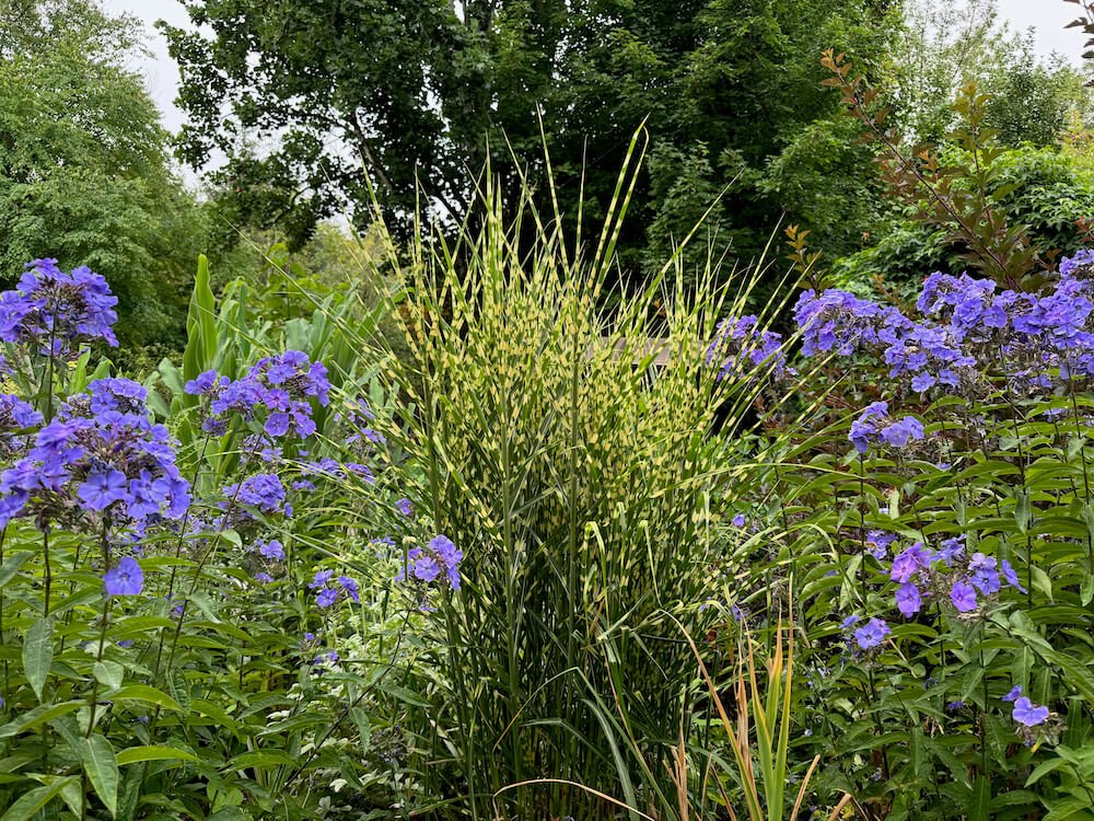 Miscanthus sinensis 'Gold Bar' 01.jpeg