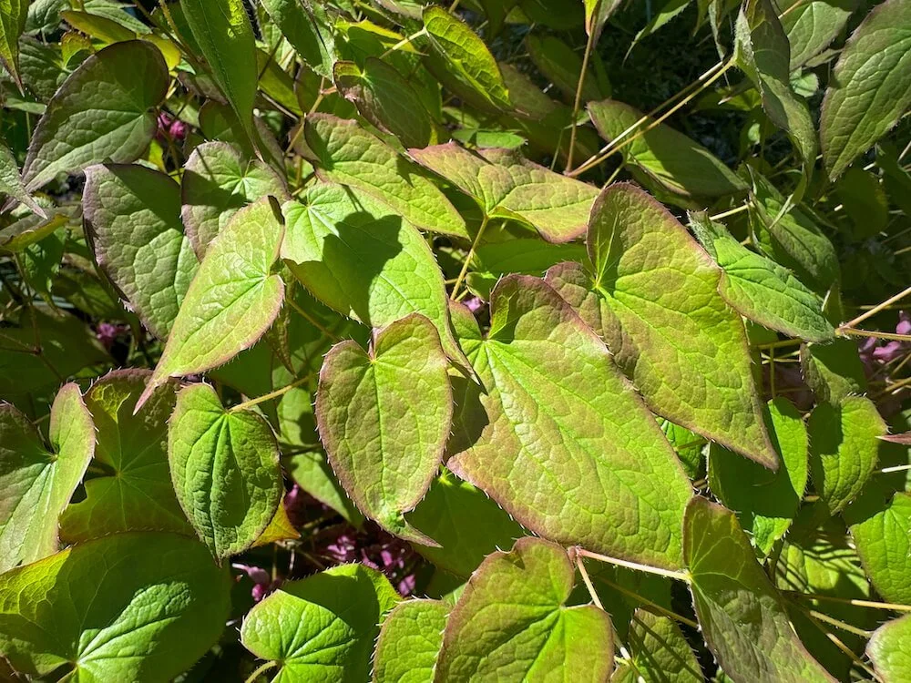Epimedium grandiflorum 'Red Queen' 02.jpeg