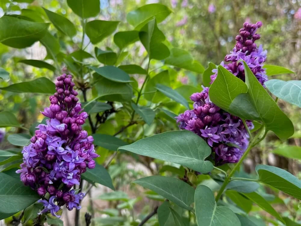 Syringa vulgaris 'Fritz Klager' 04.jpeg