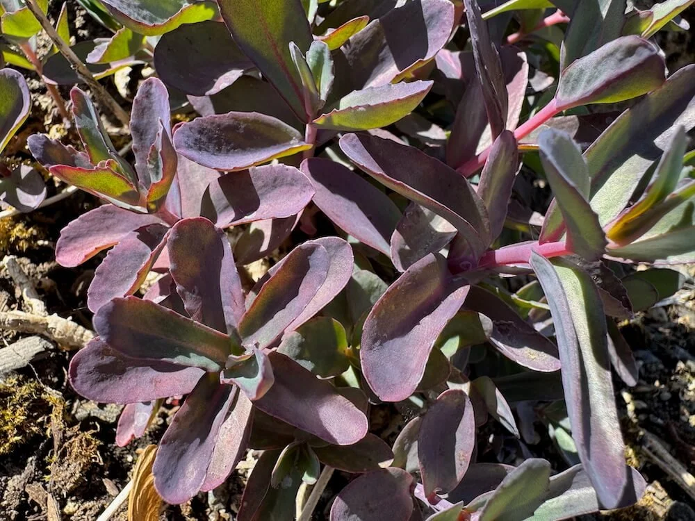 Sedum telephium 'Marina' 02.jpeg