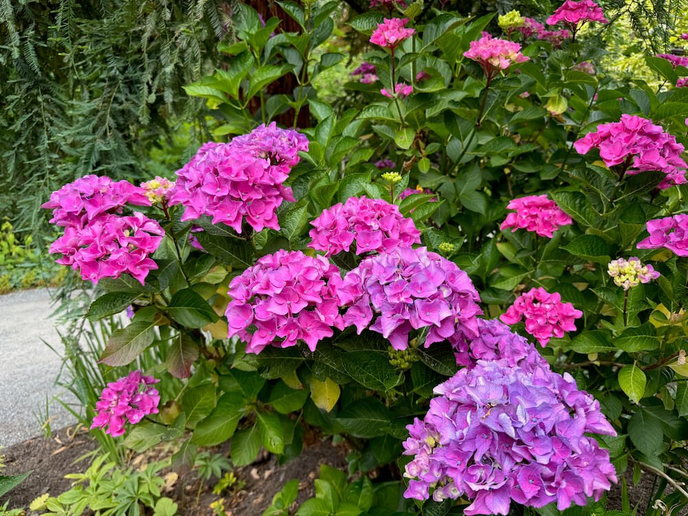 Hydrangea macrophylla 'Ragra' 05.jpeg