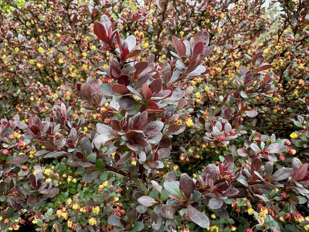 Berberis thunbergii f. atropurpurea 'Atropurpurea Nana' 04.jpeg