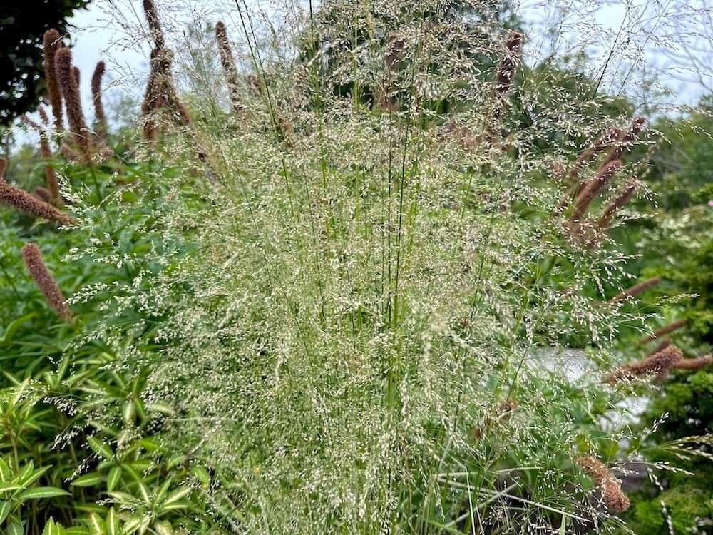 Deschampsia cespitosa 'Northern Lights' 02.jpeg