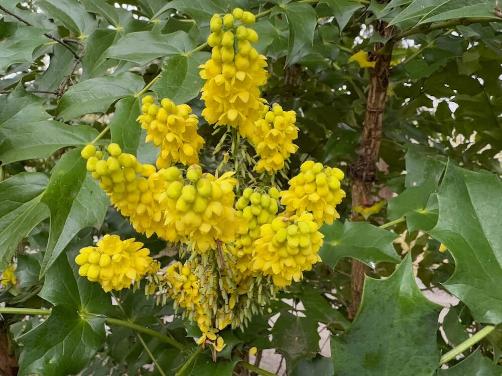 Mahonia x media 'Arthur Menzies' 01.jpeg