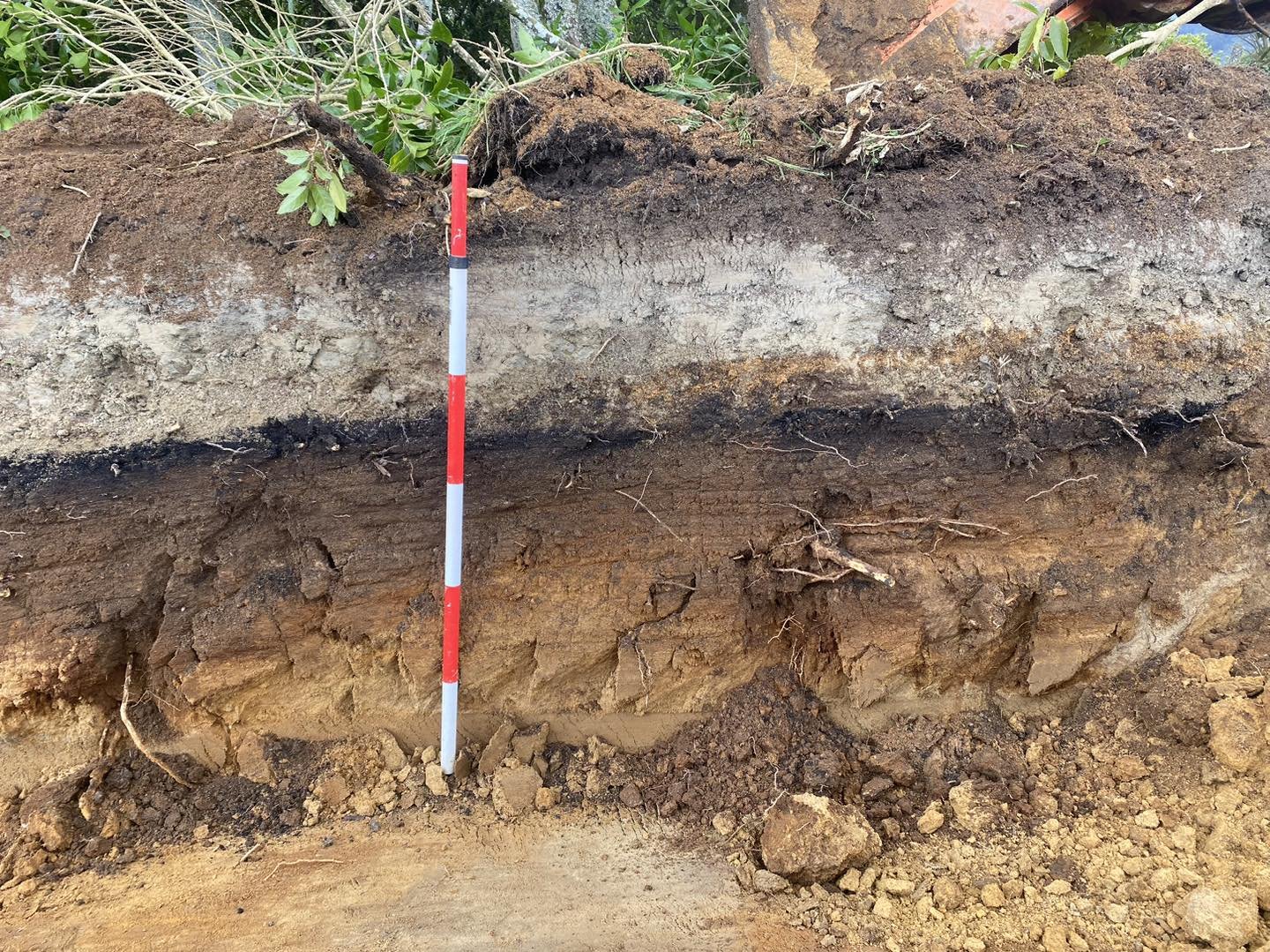 Section photo featuring Rotomahana mud (the greyish layer above the burnt layer). 

The Rotomahana mud layer visible here was caused by the 1886 eruption of Mount Tarawera which caused the then much smaller Rotomahana Lake to erupt into the much larg