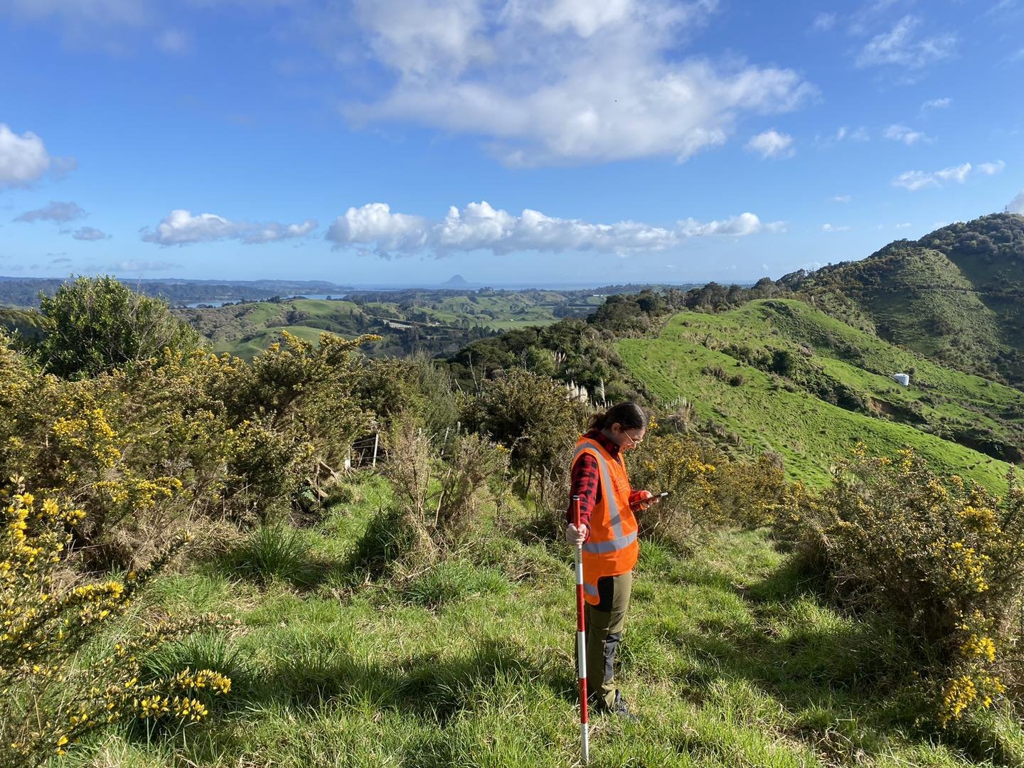 Archaeology with a view in Waiotahi Valley today ☀️ 🐚