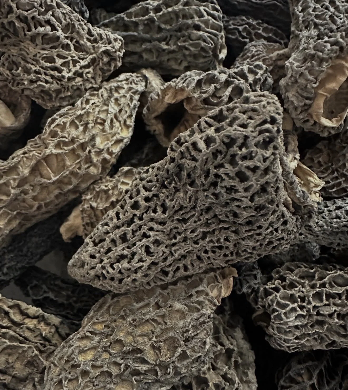Dried Morel Mushrooms 1 ounce