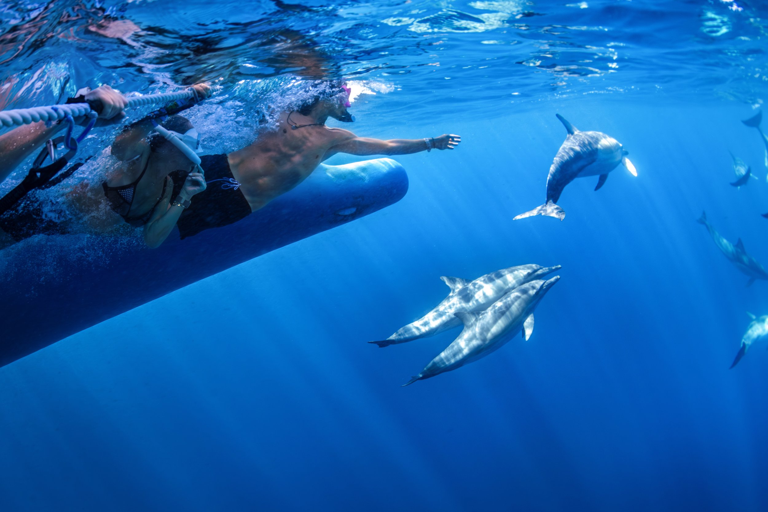 A shirtless man and a girl in a bikini swim with dolphins in clear blue water