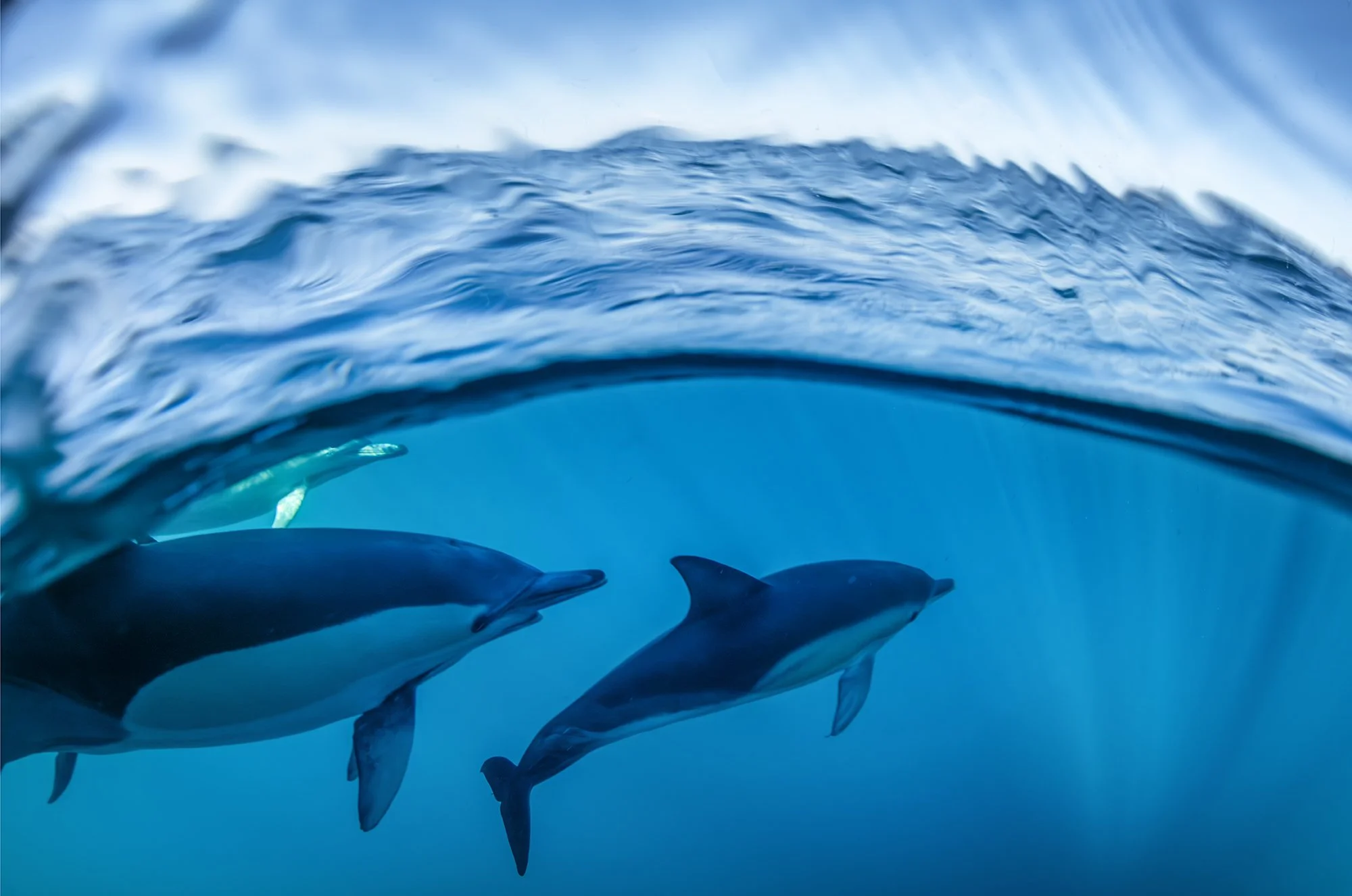 Common Dolphins beneath the waves.