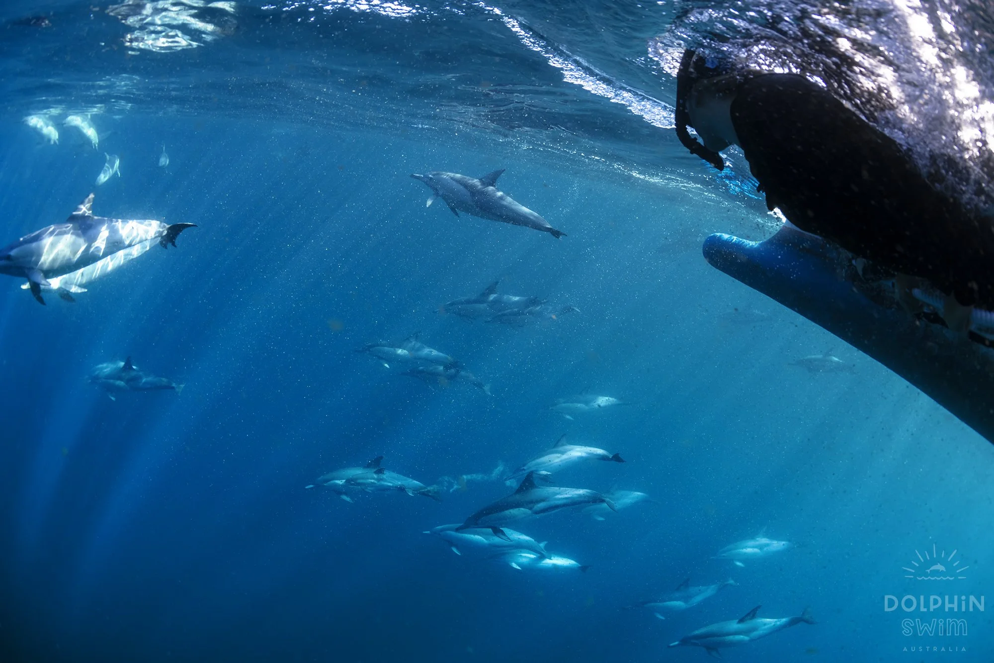 A snorkeller swims with a large pod of common dolphins in blue water