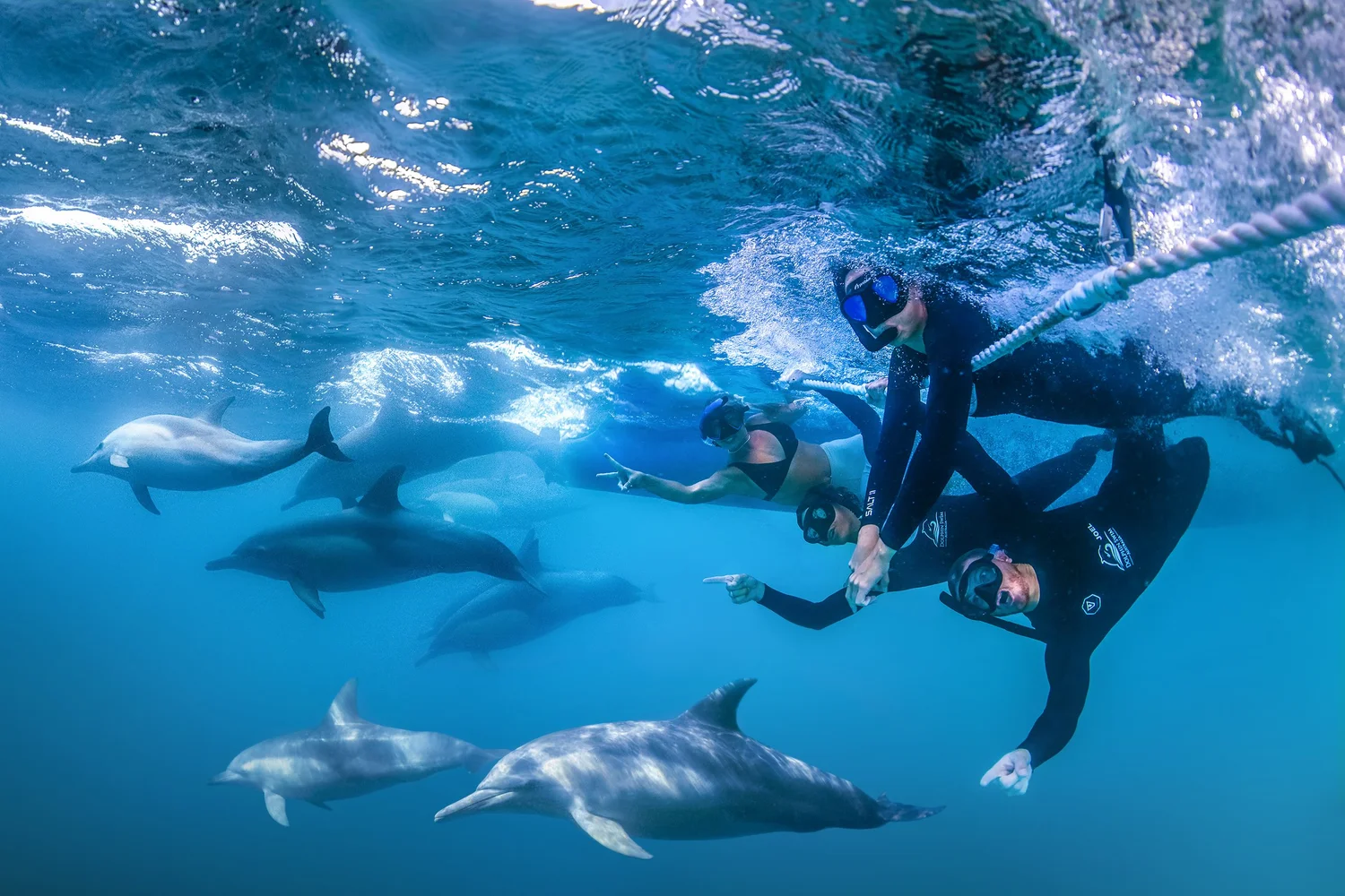 Dolphin Swim Australia