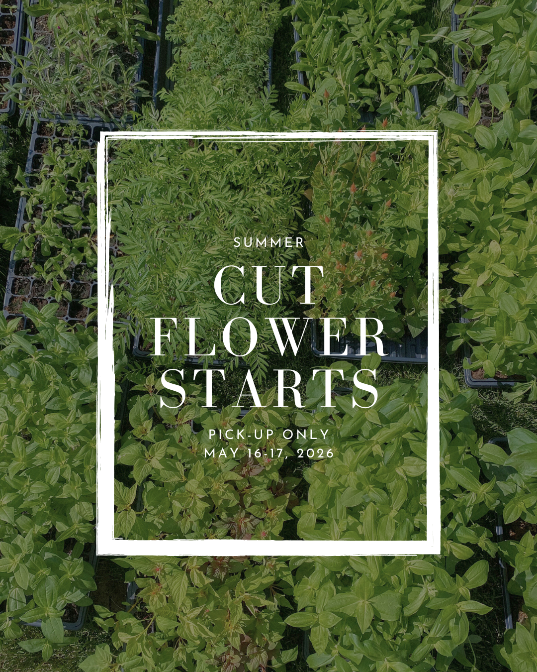 cut flower starts-10.png