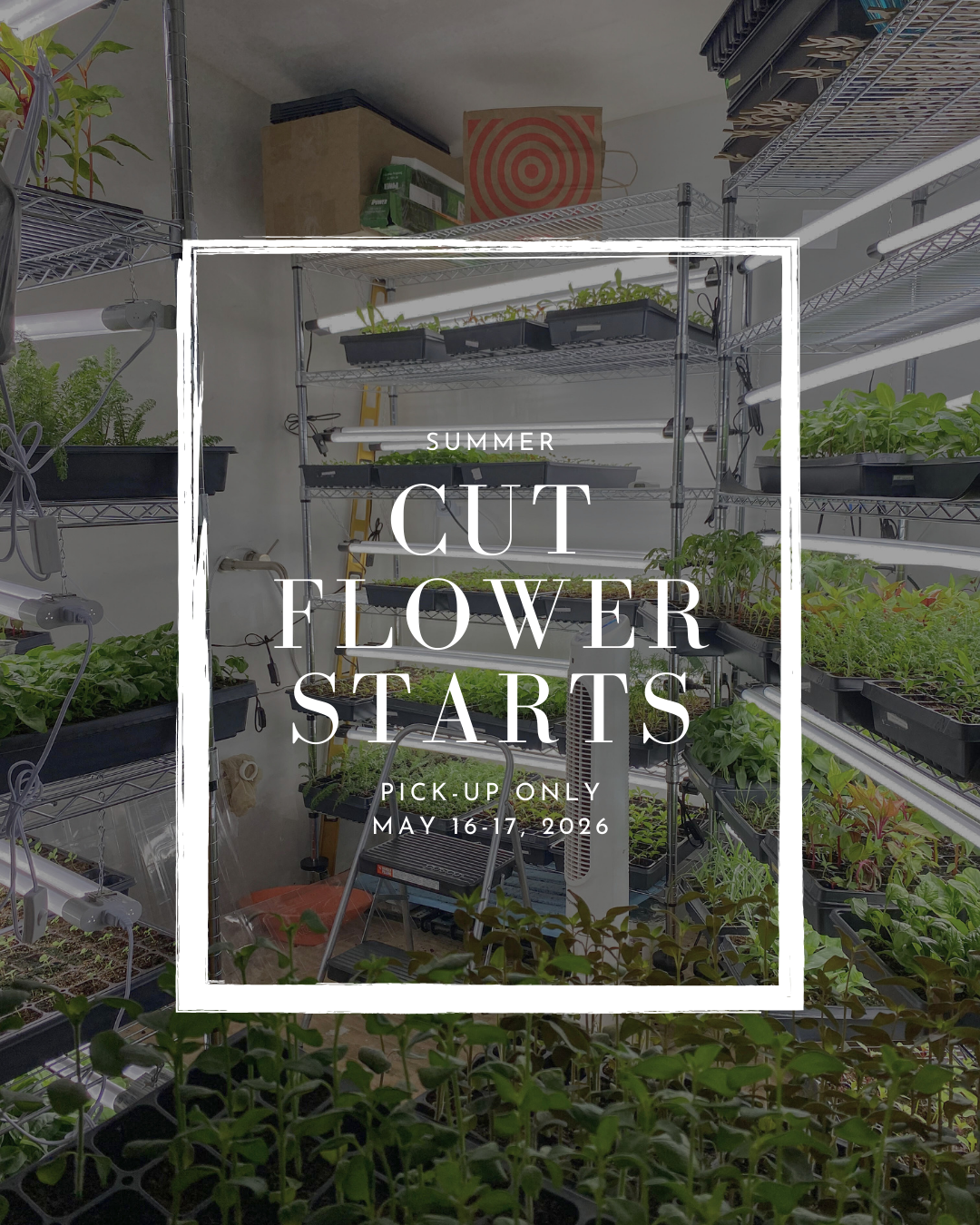 cut flower starts-9.png