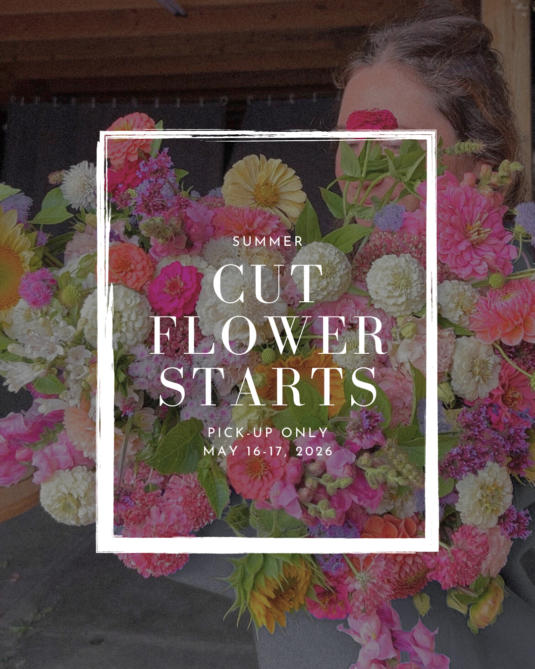 Cut Flower Starts