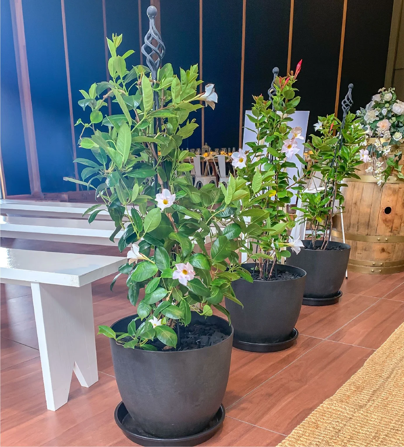 Dipladenia White - Action.jpg