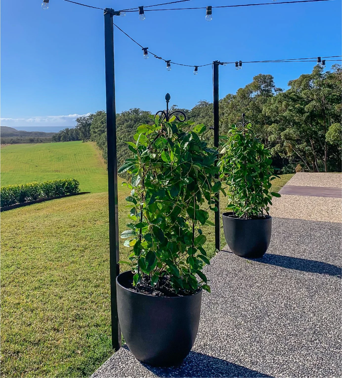 Mandeville White - Action.jpg