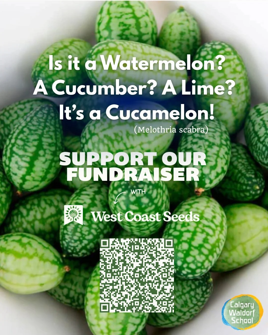 The Cucamelon is a tropical beauty that can be grown right here in Calgary - it just takes a little extra finesse and warmth to get these tiny fruits started!

CWS has teamed up with West Coast Seeds for our fundraiser, and this is just one of over 8