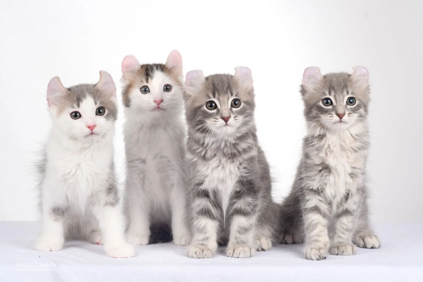 American curl pitkäkarva pentuja