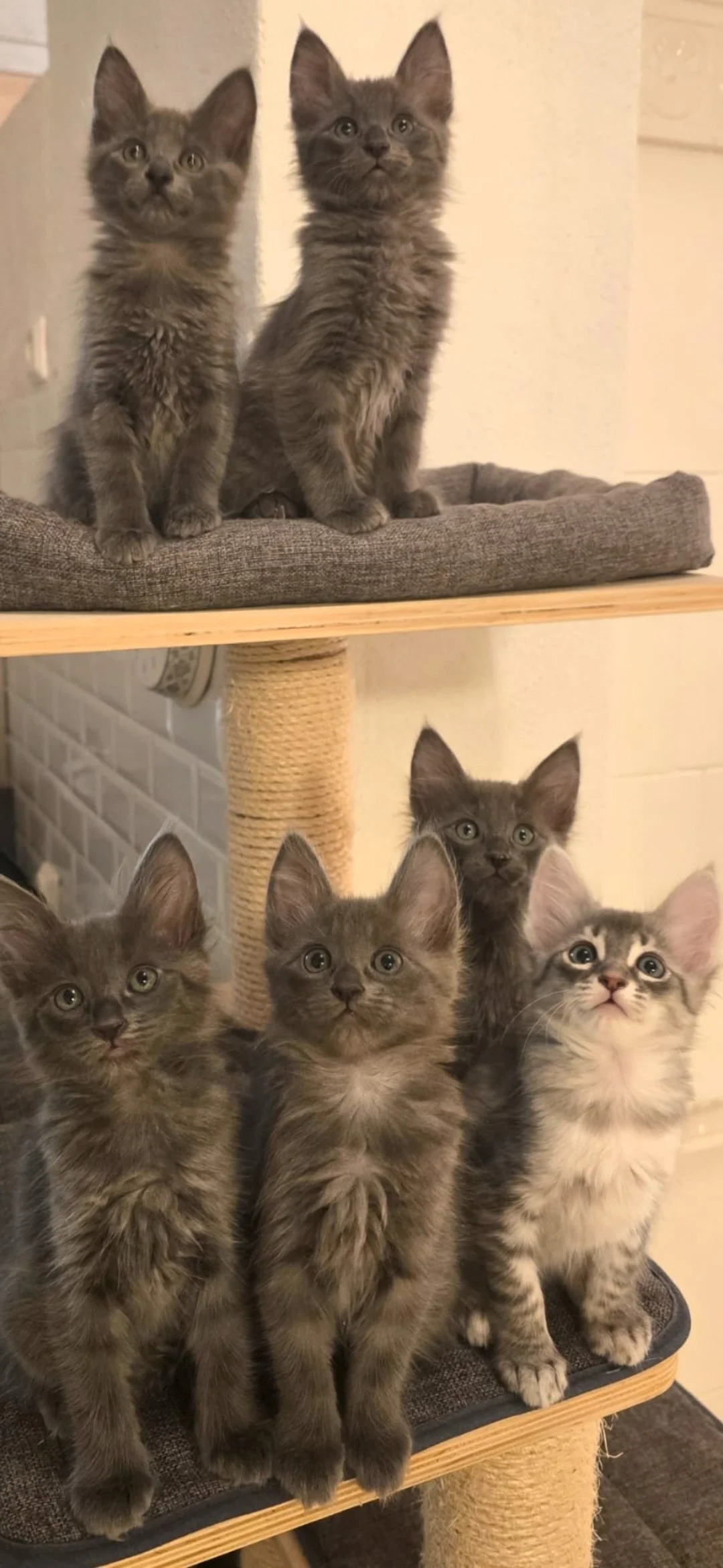 Turkkilainen angora pentuja