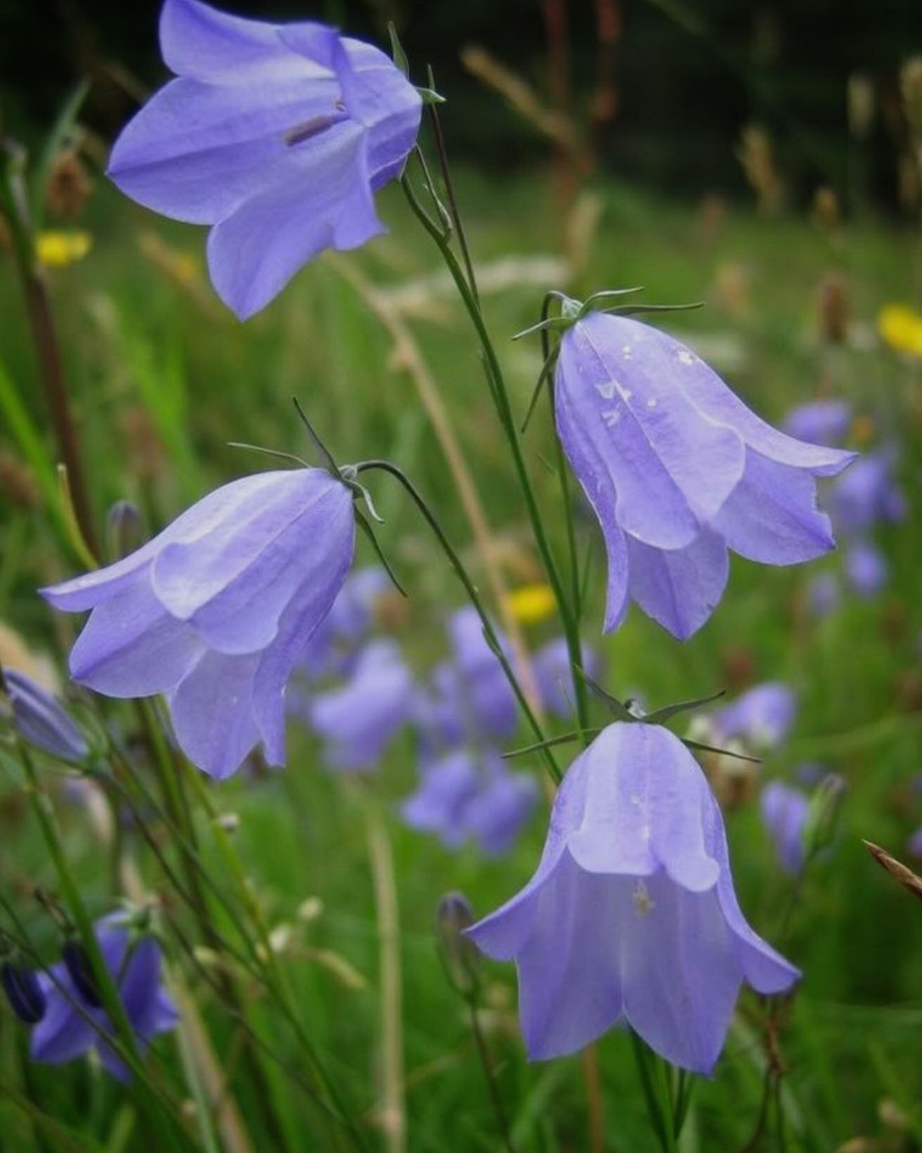 Create a natural habitat for our bees and other wildlife by choosing native plants for your garden. 

@alclanativeplants seeds are collected wild to develop and preserve genetic diversity. 

Look for native species at Maven this spring. 🐝 

#yycgard