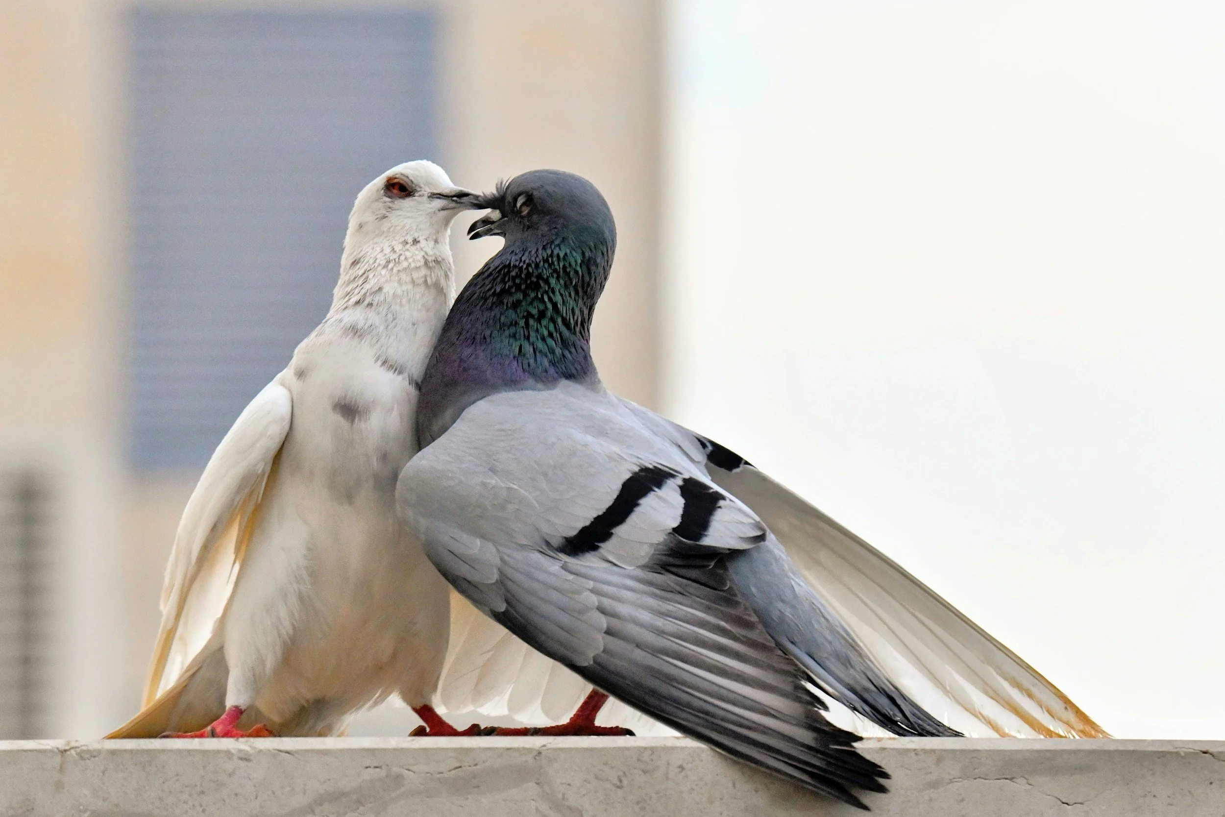 NYC Couples Therapy: Breaking the Cycle of Repeating Fights and Relational Doubt