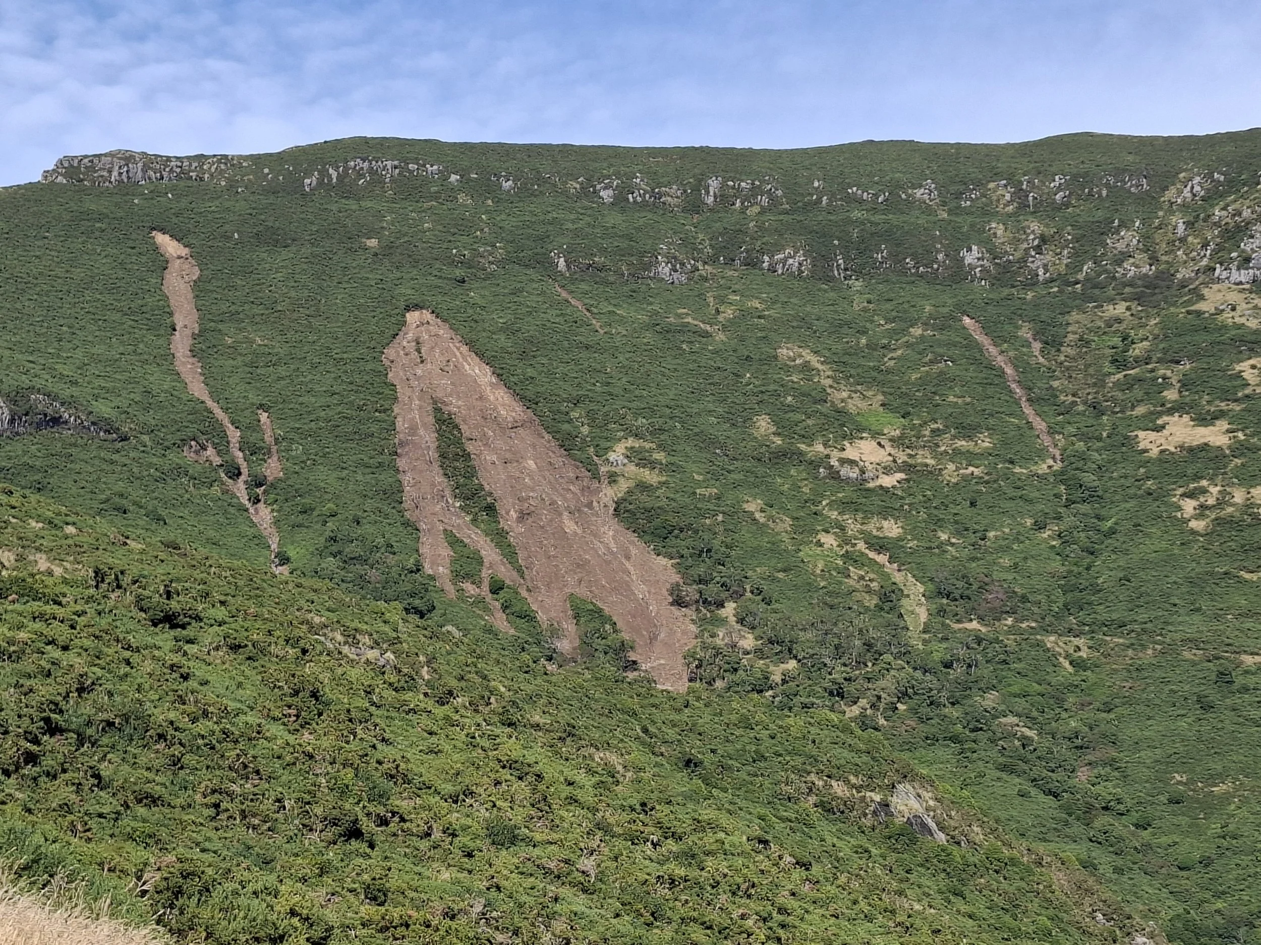 Copy of W further magnified view of BIG slips.jpg