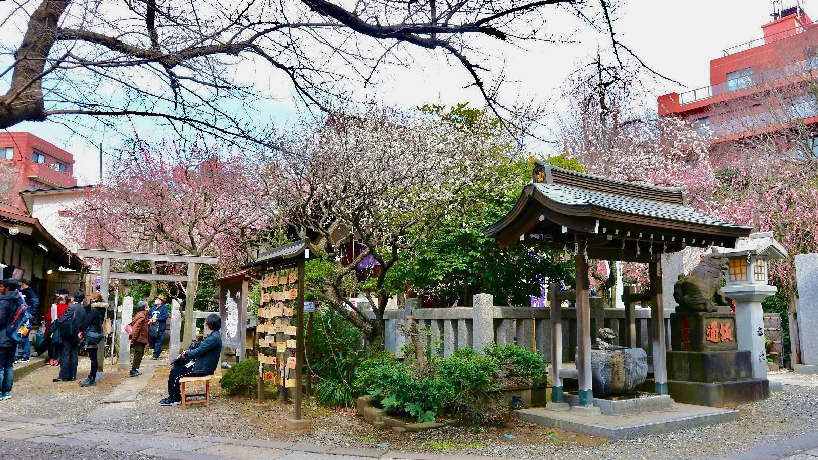 ‘Kobai’ Red Plum Blossom Festival in Bunkyo, Tokyo