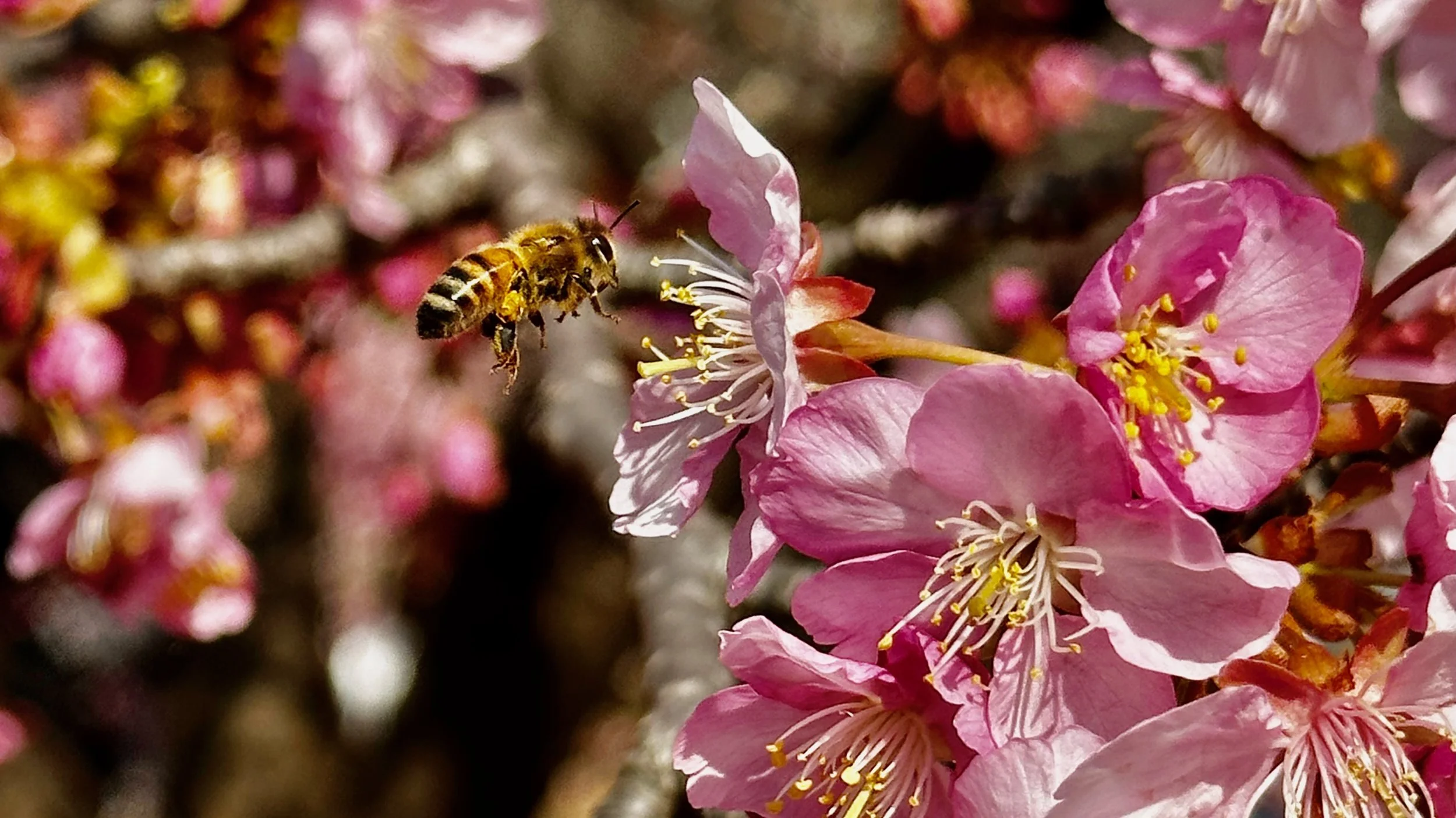 Bee-utiful Blossoms: An Enchanting Collaboration