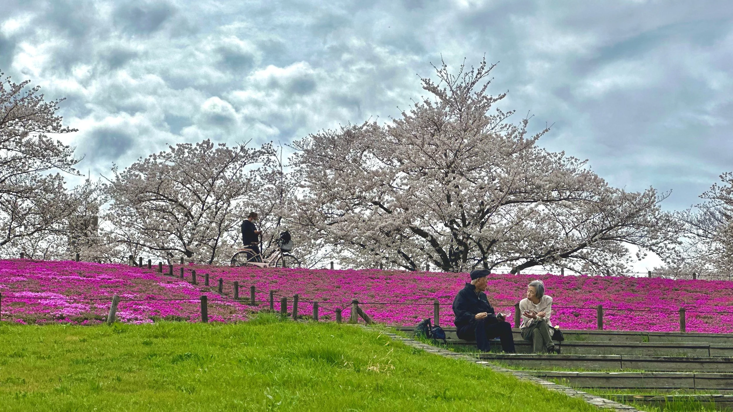 Final glimpse of Sakura on Arakawa River before the rain