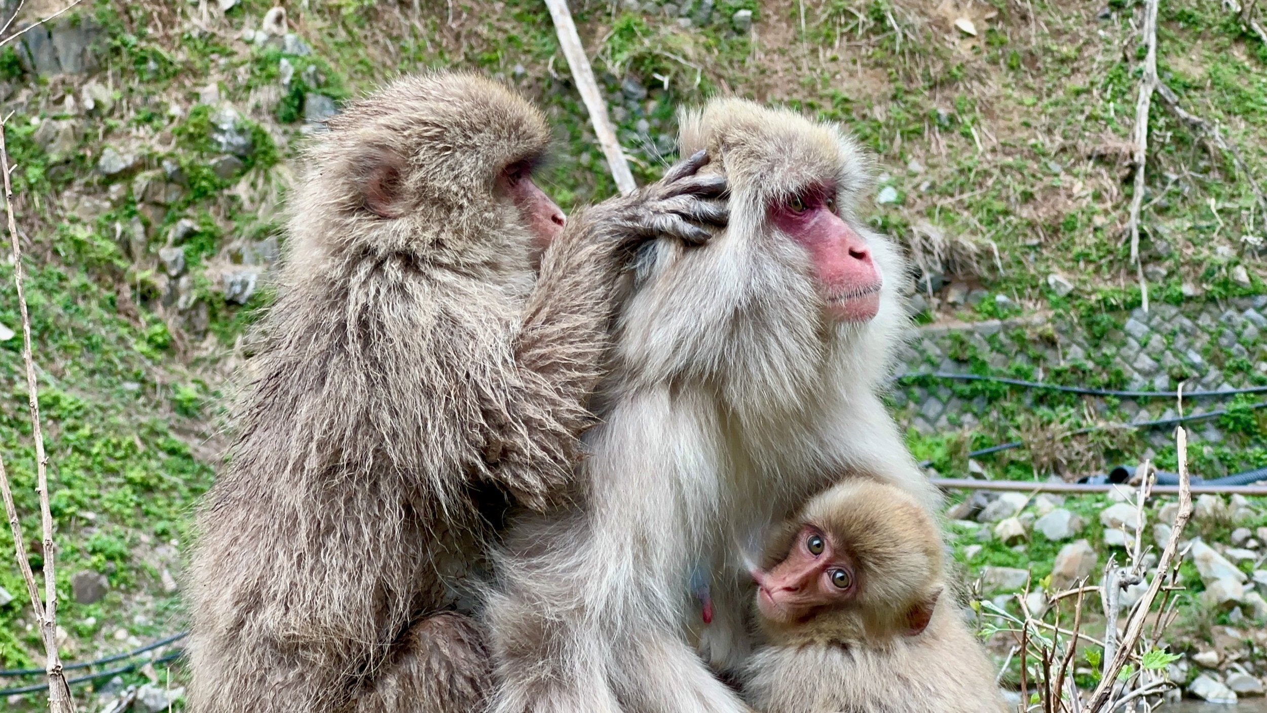 5-day road trip in Gunma 「Day 4 : Shibu Onsen (Nagano)」