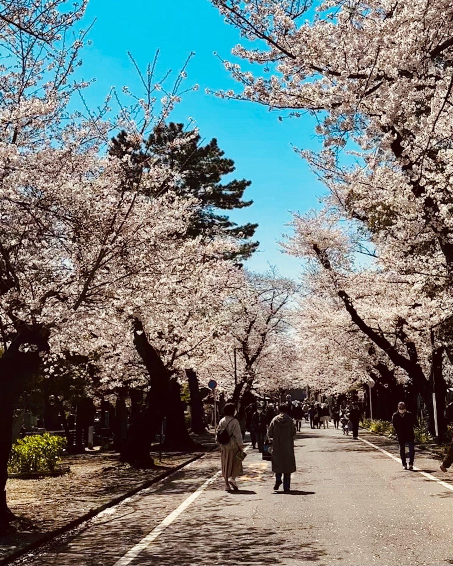 🌸🌿 April in Tokyo &ndash; A Photo Dump 🌿🌸

Cherry trees at their peak, azaleas just beginning to bloom, and a new obsession with orange roses I never saw coming. 
Between scoops of ice cream, quiet cups of matcha in a teahouse, and catching a gli