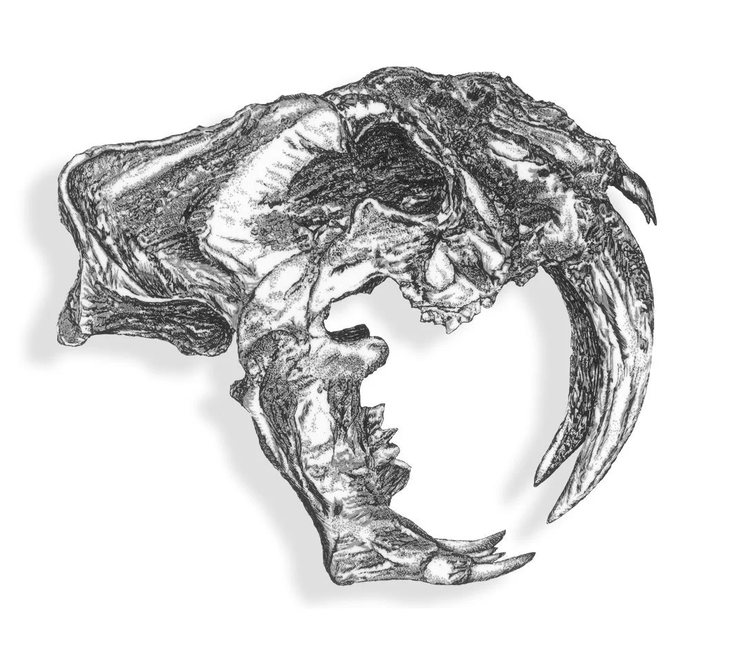 Smilodon Skull.jpg
